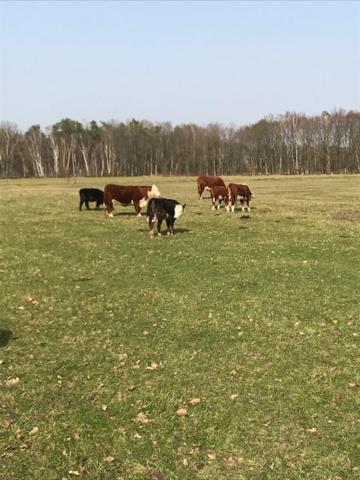 Natuur-Like Glamping In Bosland NeerNeerpelt Esterno foto